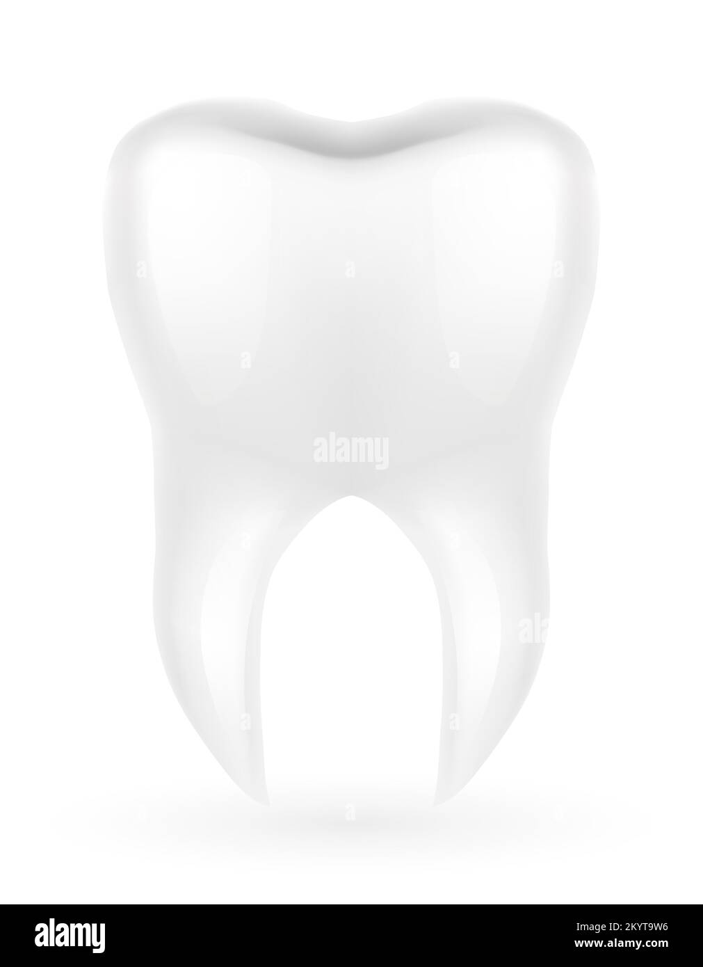 human root tooth model vector illustration isolated on white background Stock Vector