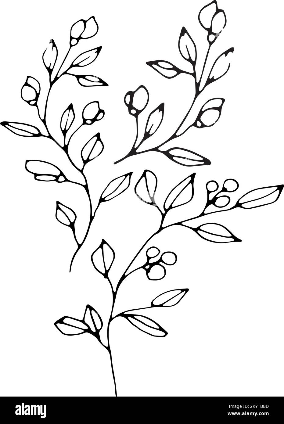 Set of graphic vector plant branches with flowers. buds and berries ...