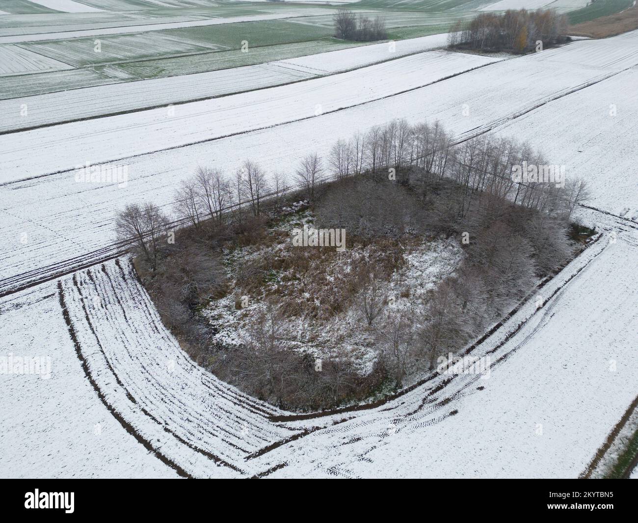 A small forest among agricultural fields in the beginning of winter. Background of snow on farmland Stock Photo