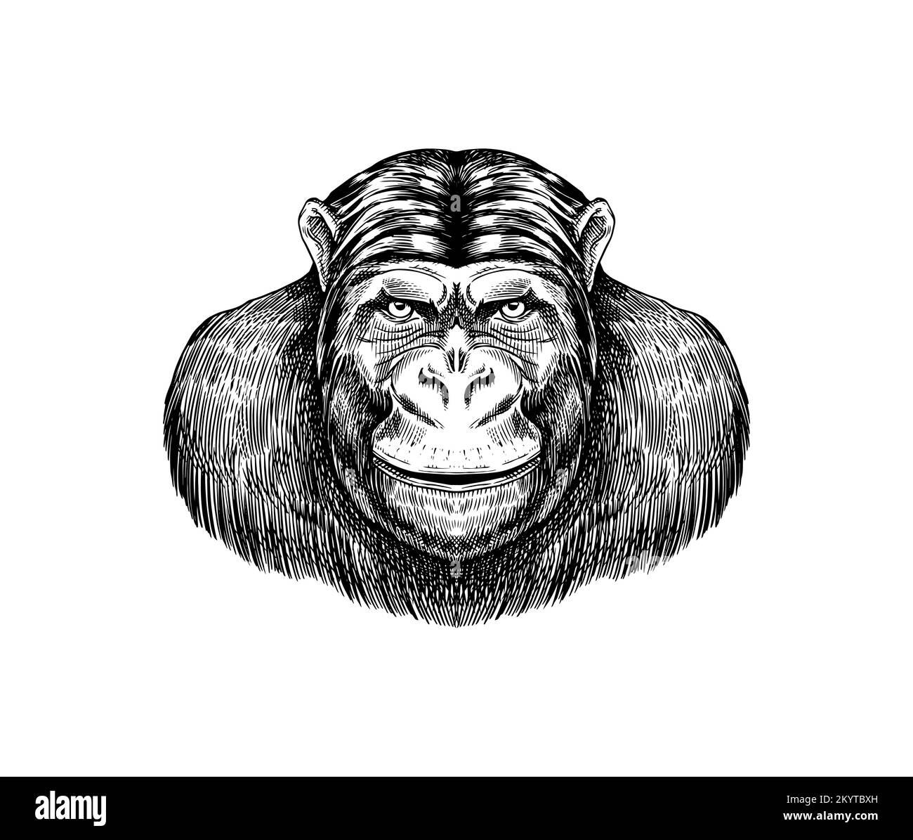 Western gorilla , Orangutan in vintage style. Colombian capuchin