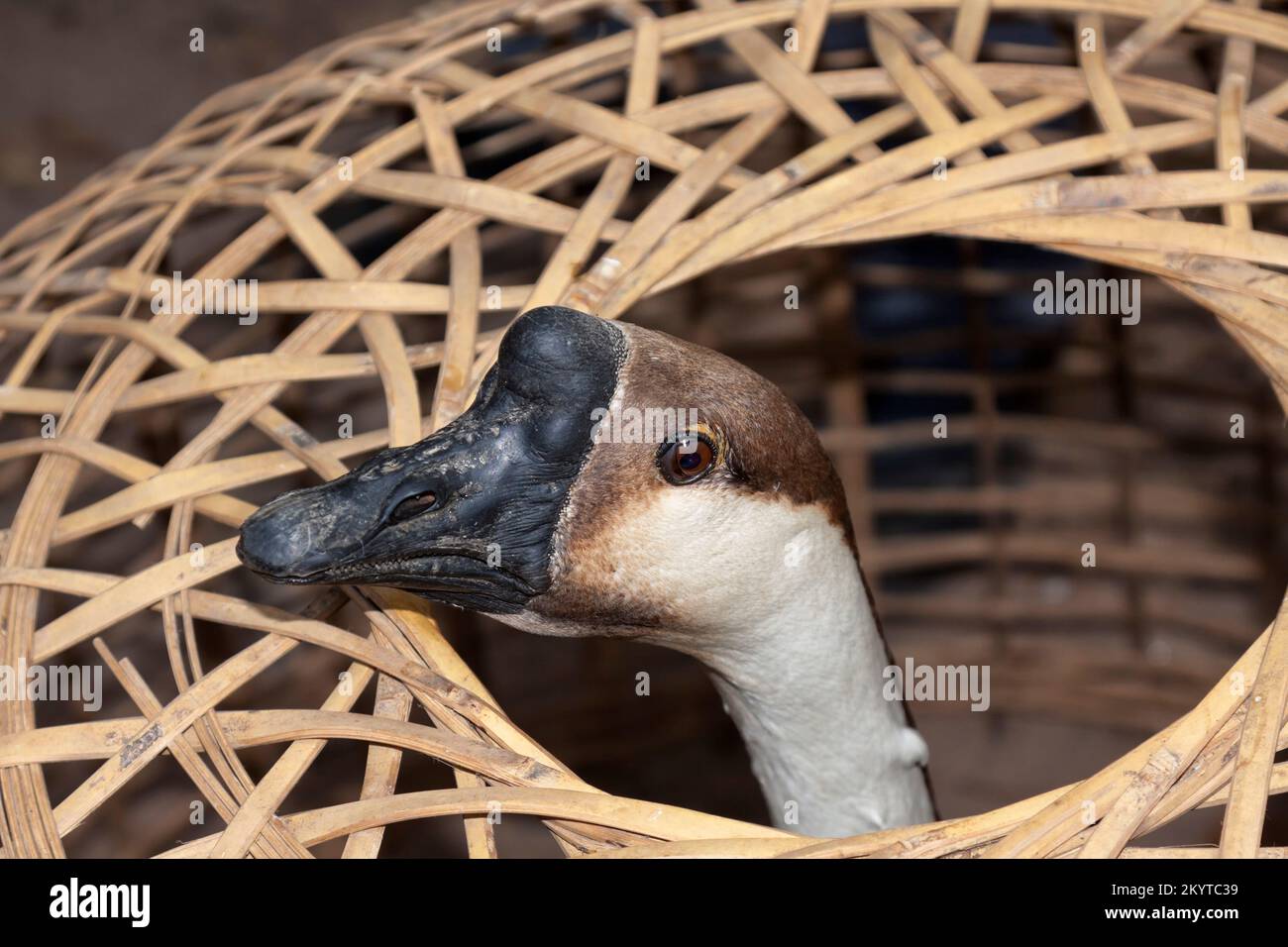 Chinese goose (Anser cygnoides domesticus), Kachin State, Myanmar Stock Photo