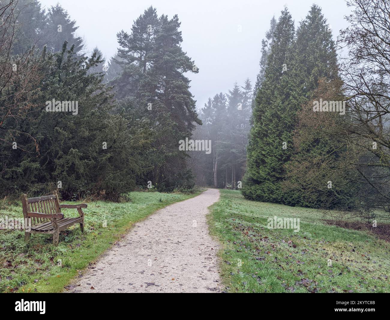 Path through coniferous trees on a misty winter morning Stock Photo