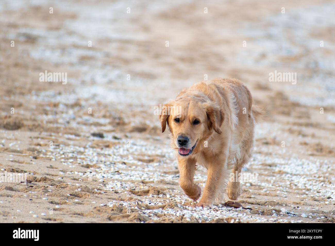 Golden Retriever dog walking on the beach Stock Photo