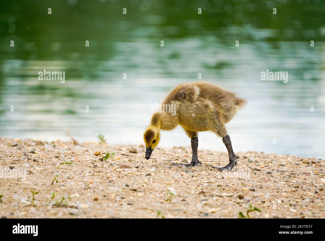 Young Canada goose chick forages on the shore of a lake. Branta canadensis. Stock Photo