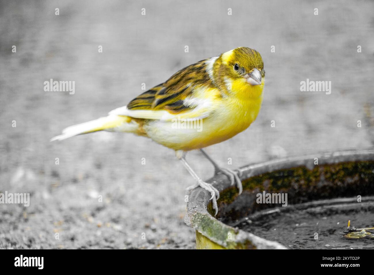 Little yellow canary. Serinus canaria forma domestica. Stock Photo