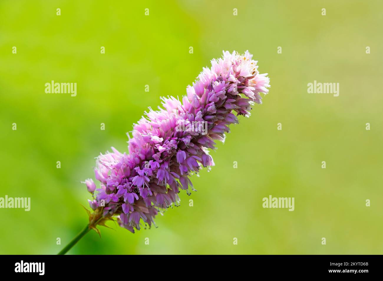 Purple knotweed flower against a green background. Close-up of the plant. Persicaria. Stock Photo