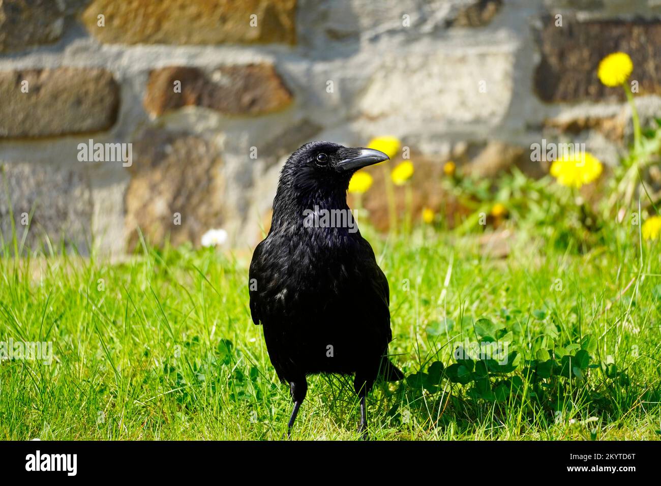 Portrait of a black crow on a green meadow. Corvus Corvidae. Bird with black plumage. Stock Photo