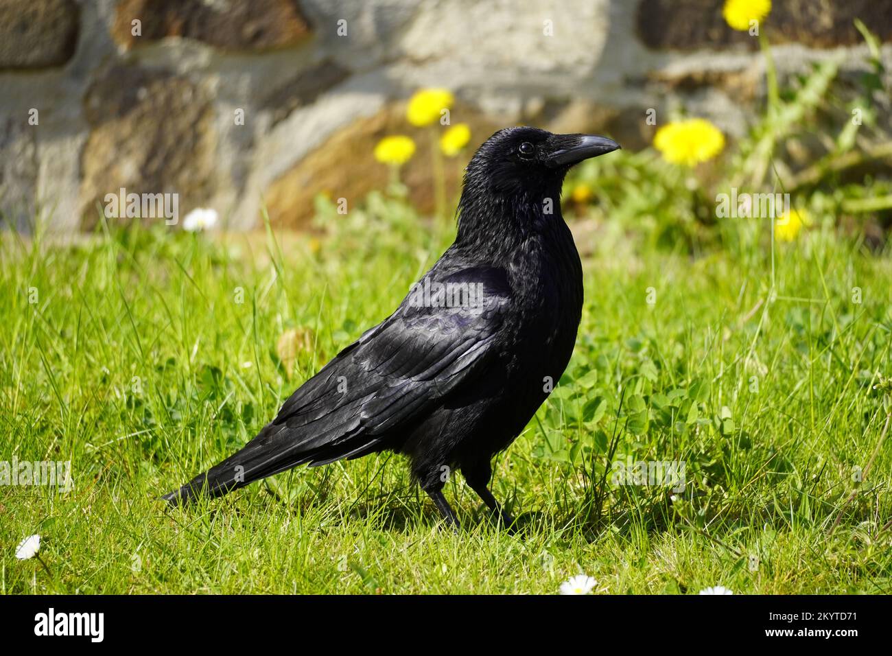 Portrait of a black crow on a green meadow. Corvus Corvidae. Bird with black plumage. Stock Photo