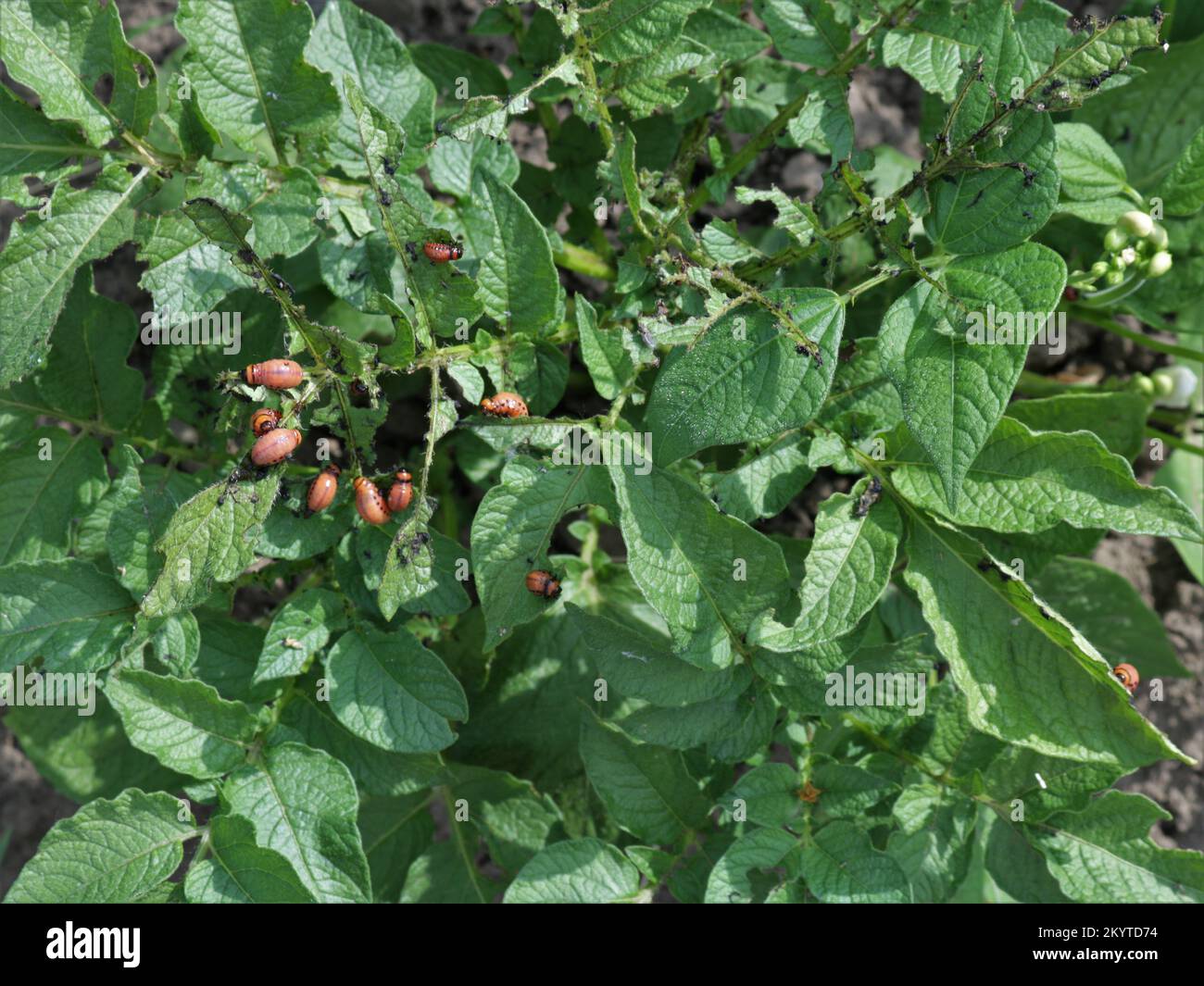 abundance of Colorado potato beetle larvae on the tops of potatoes, the invasion of insect pests on plantings of nightshade plants, parasitic insects Stock Photo