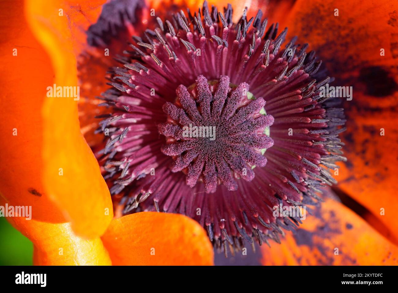 Poppy Close Poppy close-up. Heart of a poppy. Papaver Stock Photo - Alamy