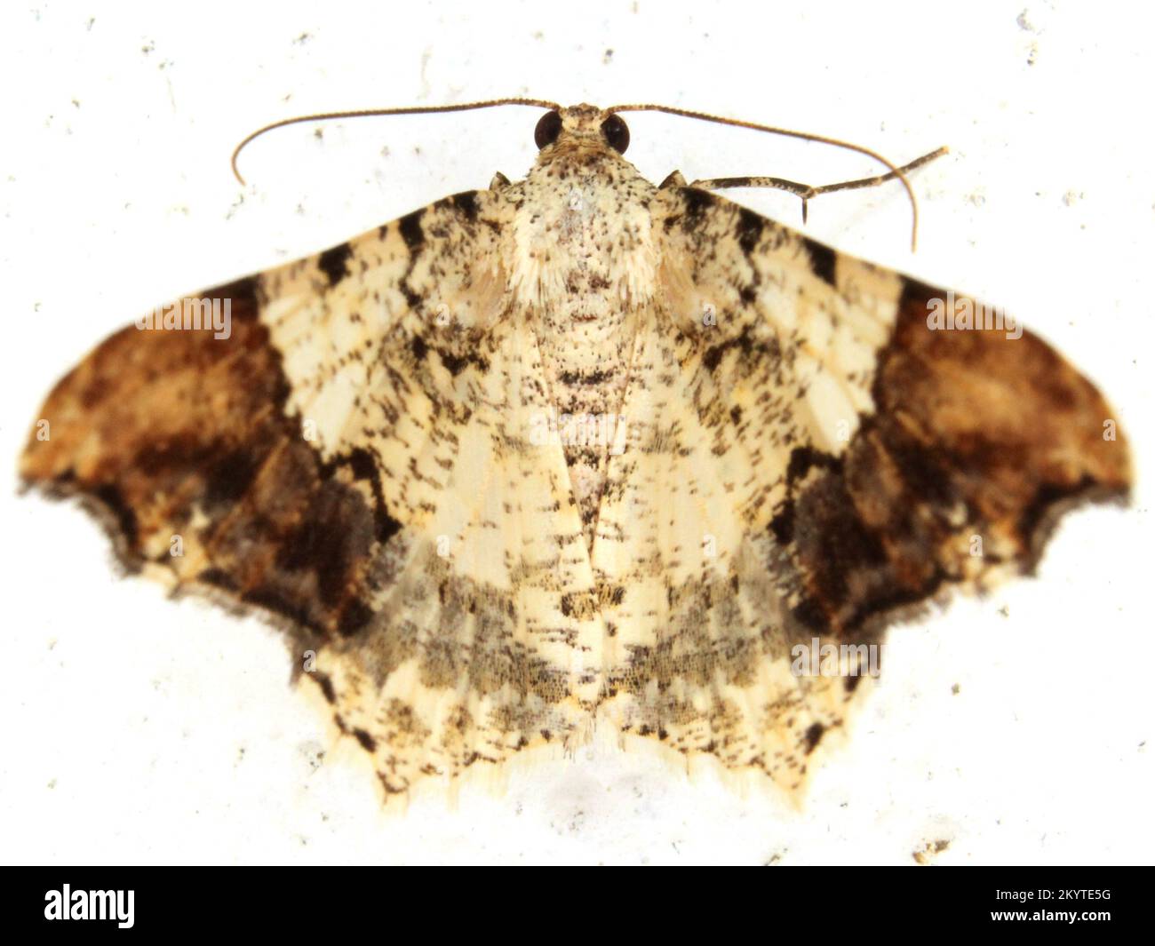 Geometer moth (family Geometridae) Ennominae - Macaria species isolated on a white background Stock Photo