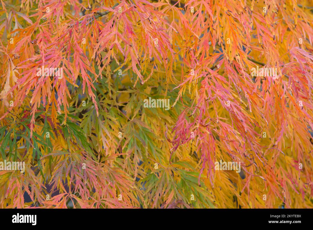 close-up of leaves Acer palmatum var. dissectum 'Viridis' in pot, autumn, fall, UK October, leaves have turned from green to golden yellow and orange. Stock Photo
