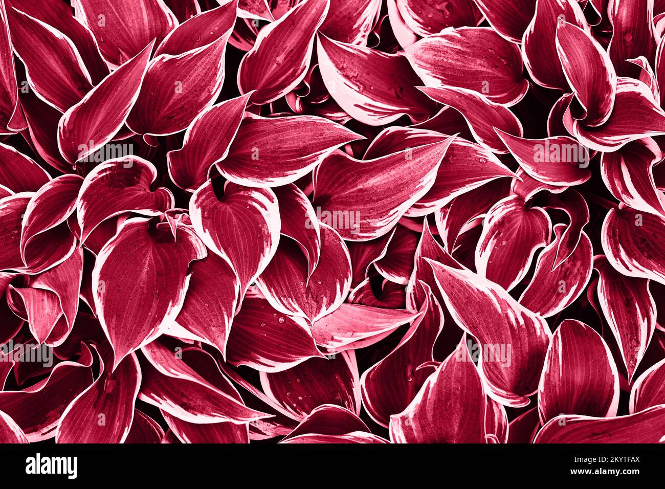 Abstract red viva magenta background made of fresh leaves. Color of the year 2020 concept. Top view. Stock Photo