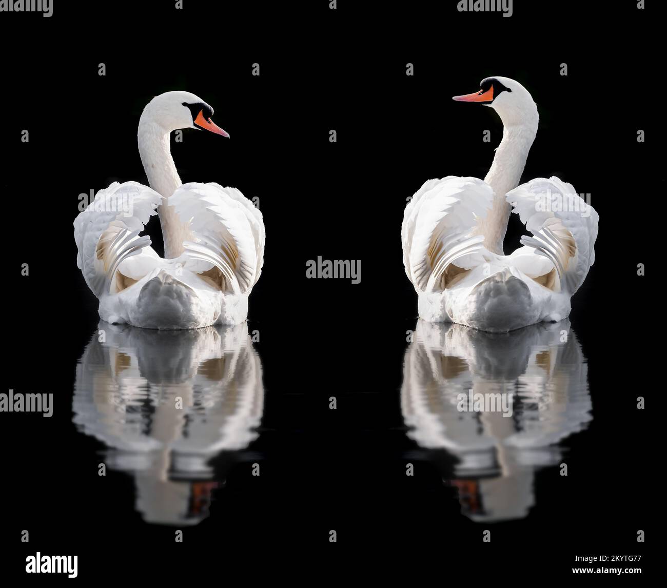Two white mute swans with wings busking looking at each other in the water isolated on a black background with ripple reflection. North Walsham in Nor Stock Photo