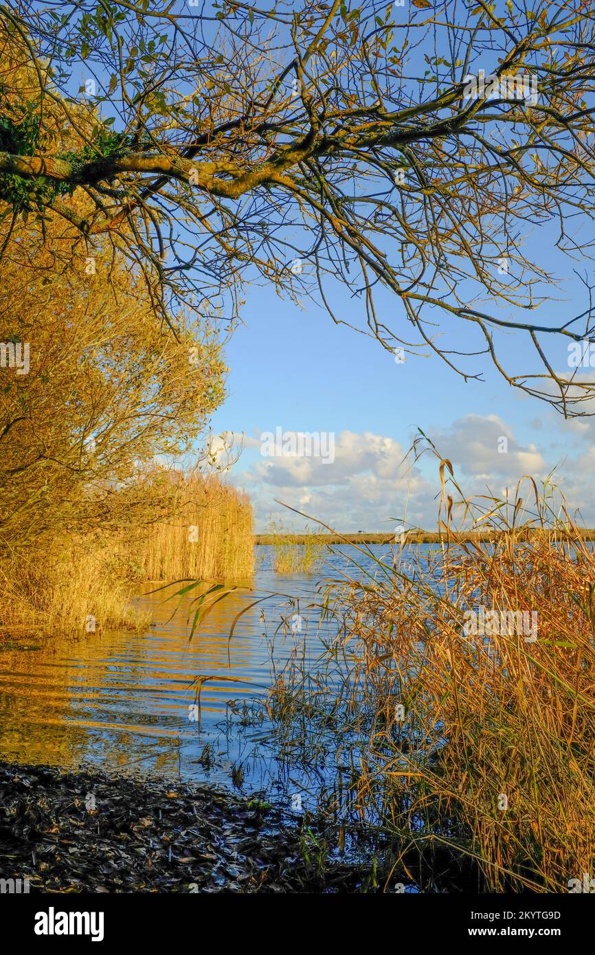 Golden reeds and grasses at the edge of Slapton Ley Nature Reserve on a sunny winter's afternoon, Start Bay, South Devon, UK Stock Photo