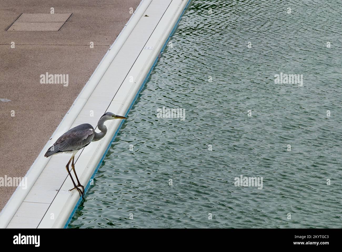 A grey heron( Ardea cinerea) on the side of a swimming pool in Oiso, Kanagawa, Japan. Stock Photo
