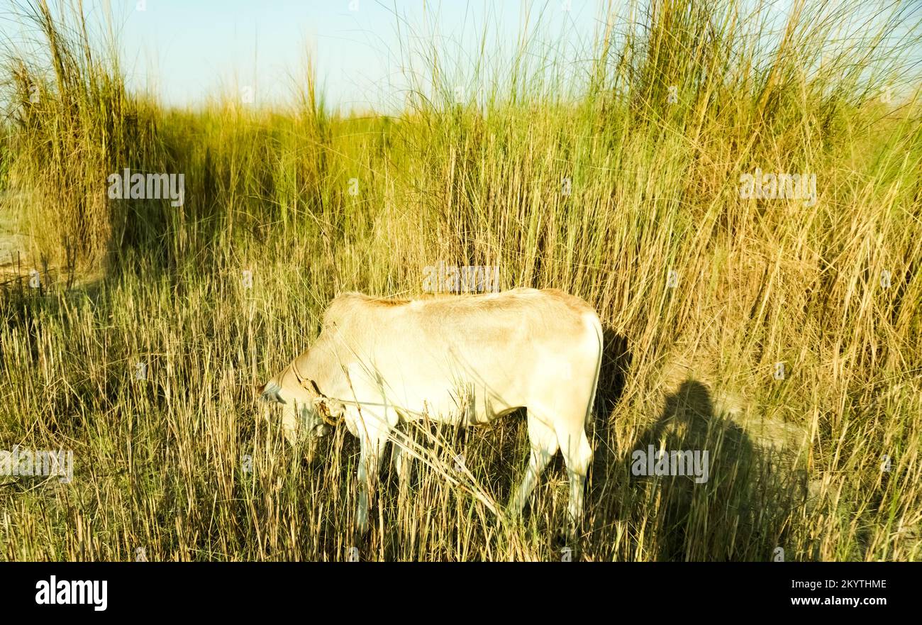 Panorama of grazing cows in a meadow with grass Stock Photo - Alamy