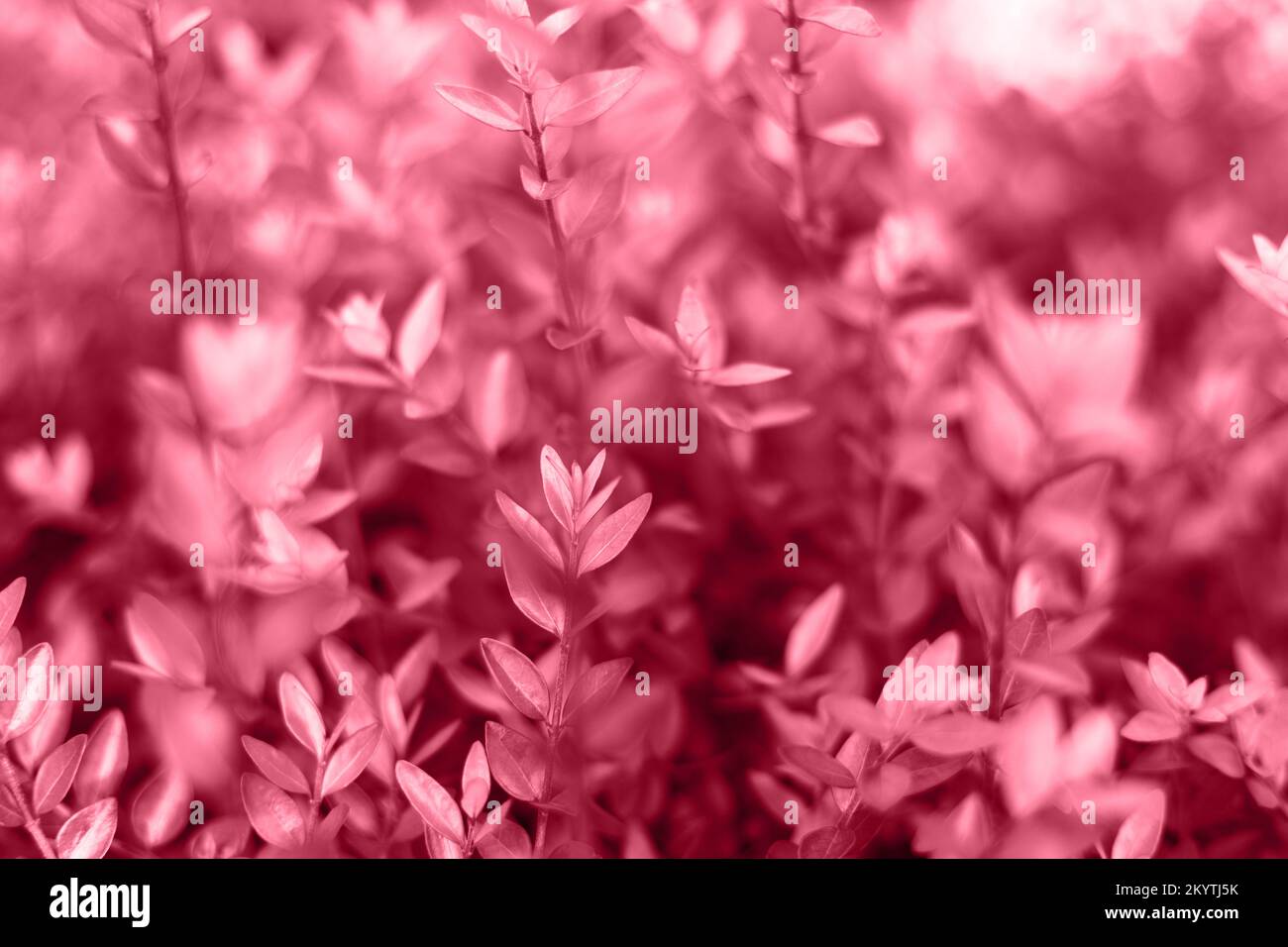 Shrub in the morning light. Natural background. Soft focus. Shallow