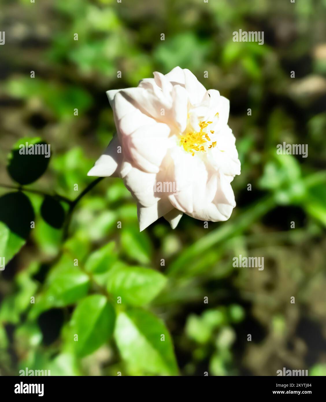 https://c8.alamy.com/comp/2KYTJ84/white-rose-in-full-bloom-in-a-summer-garden-with-blurred-green-leaves-in-the-background-2KYTJ84.jpg