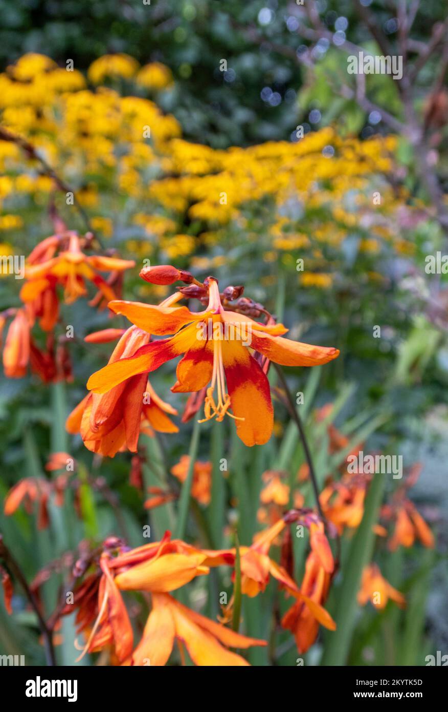 Crocosmia Emily McKenzie with rudbeckia goldsturm in a hot garden in Devon, UK, in late September. crocosmiiflora Stock Photo