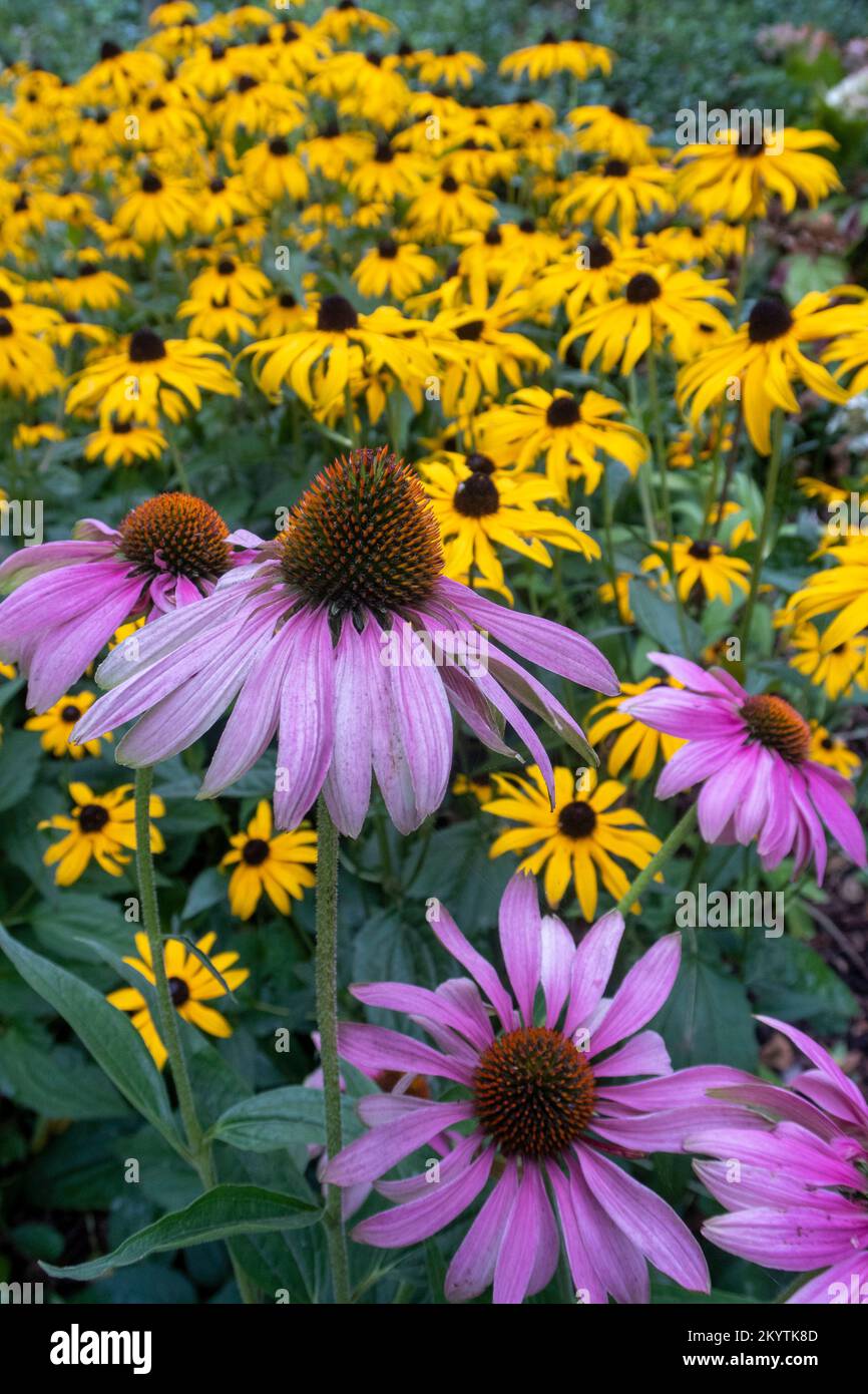Echinacea purpurea with rudbeckia goldsturm in a hot garden in Devon