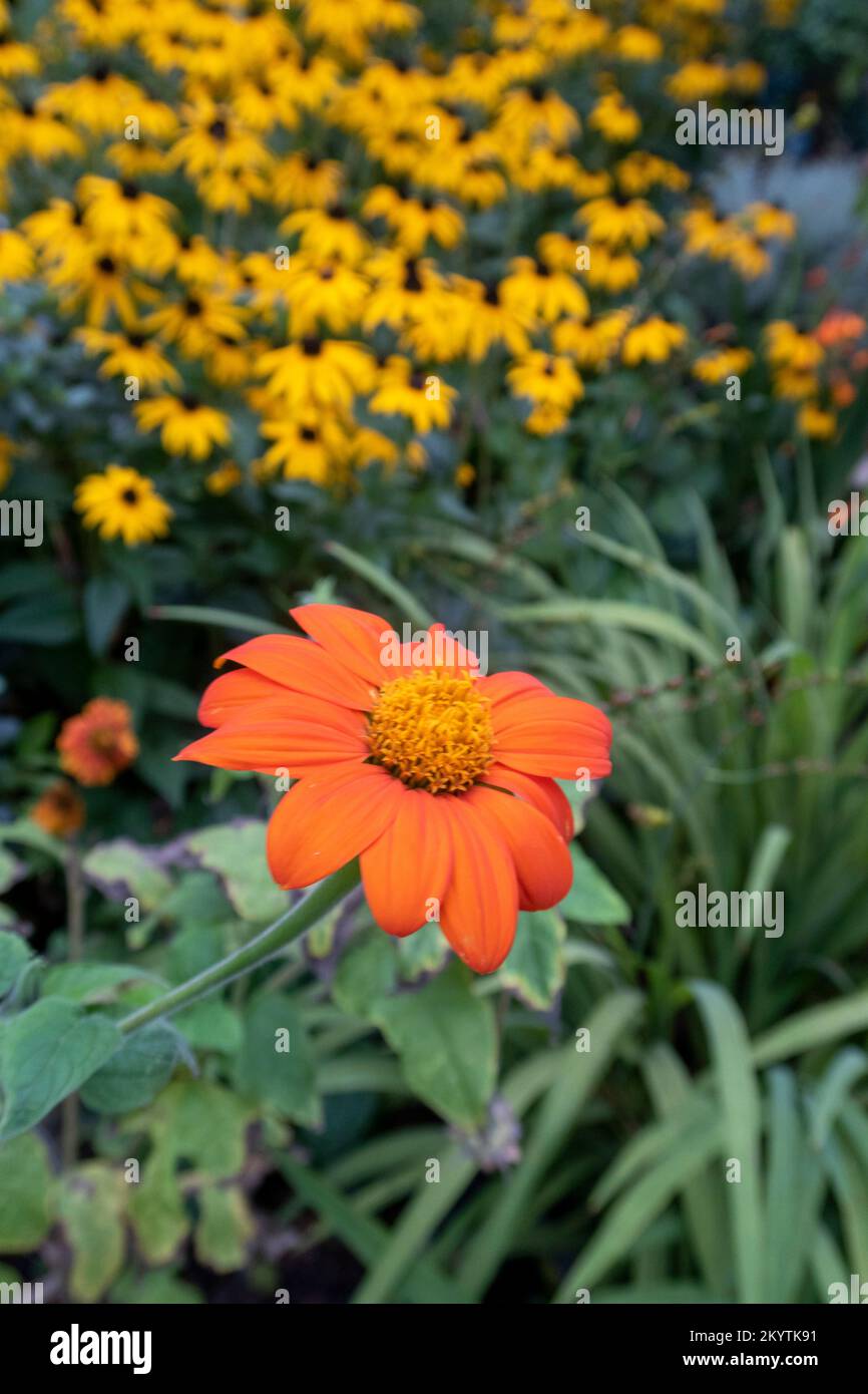 Tithonia  with rudbeckia goldsturm in a hot garden in Devon, UK, in late September. Stock Photo