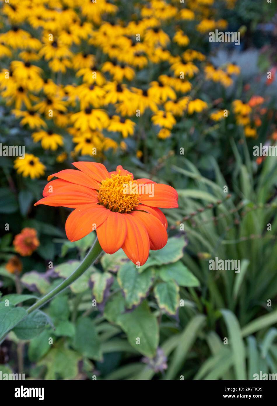 Tithonia  with rudbeckia goldsturm in a hot garden in Devon, UK, in late September. Stock Photo