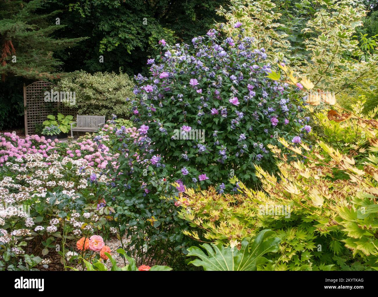A secret seating area hidden beyond a blue and pink hibiscus bush within leaves of Acer Jordan in a Devon garden. Relaxing seating area in garden. Stock Photo