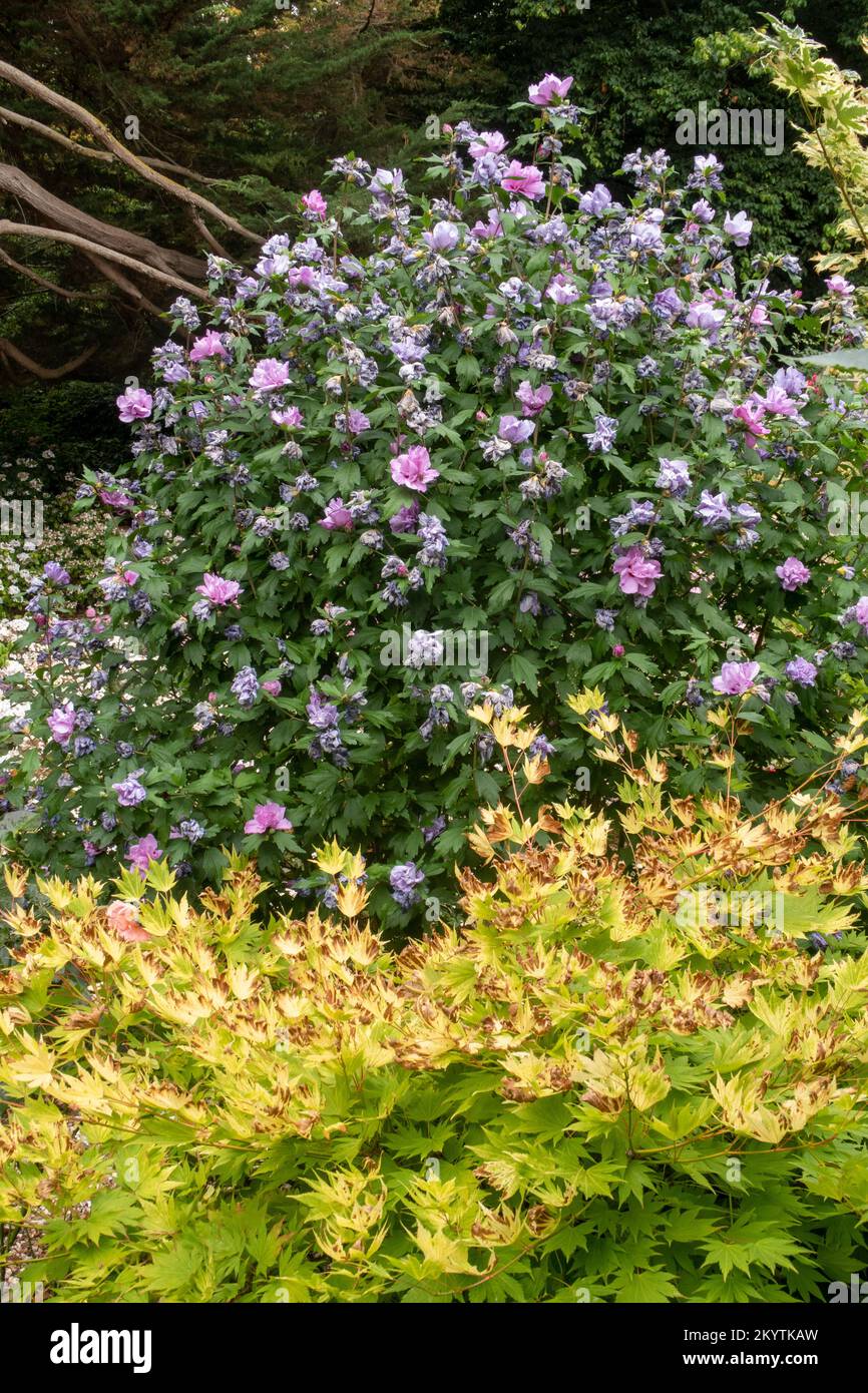 A blue and pink hibiscus bush behind leaves of Acer Jordan in a Devon garden. Stock Photo