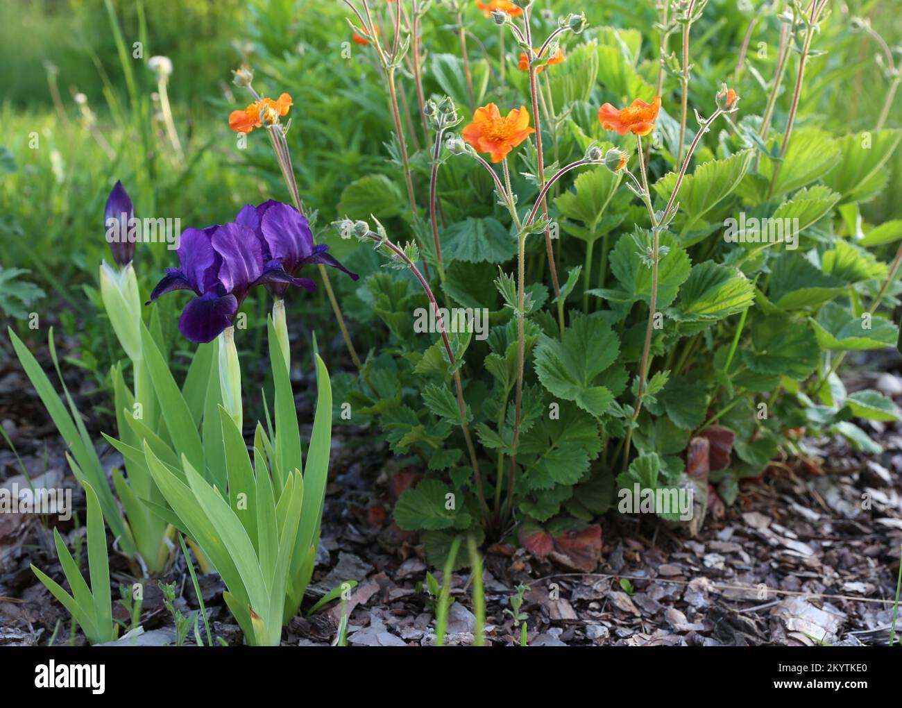Spring flower bed with blooming flowers, purple iris and orange Chilean Avens Stock Photo