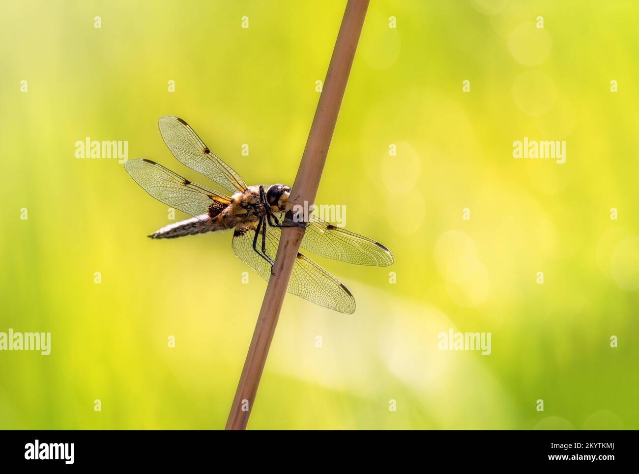 Dragonfly rests on a reed stick in front of a blurry green summer ...