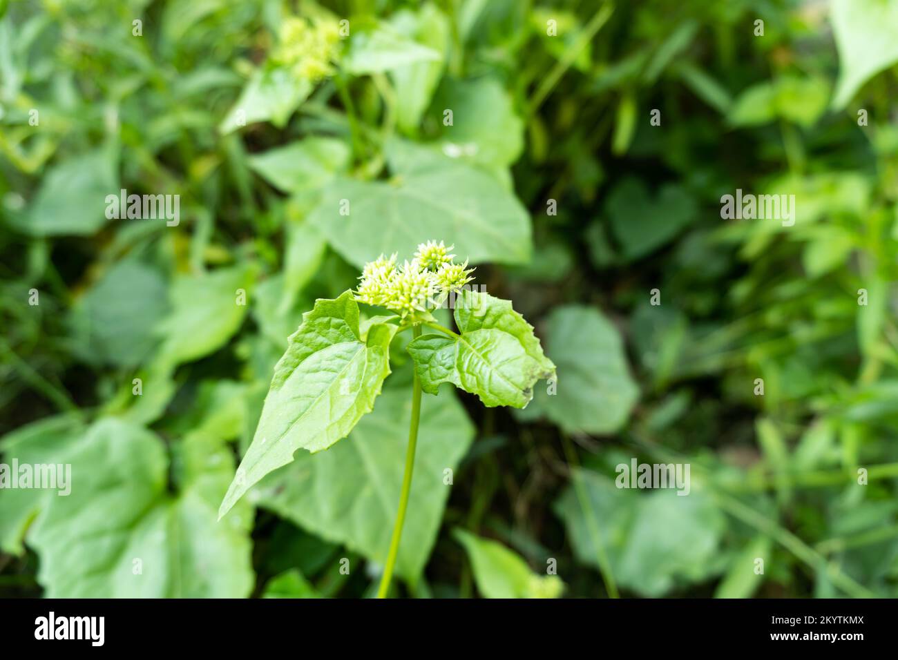 Peppermint in closeup Stock Photo