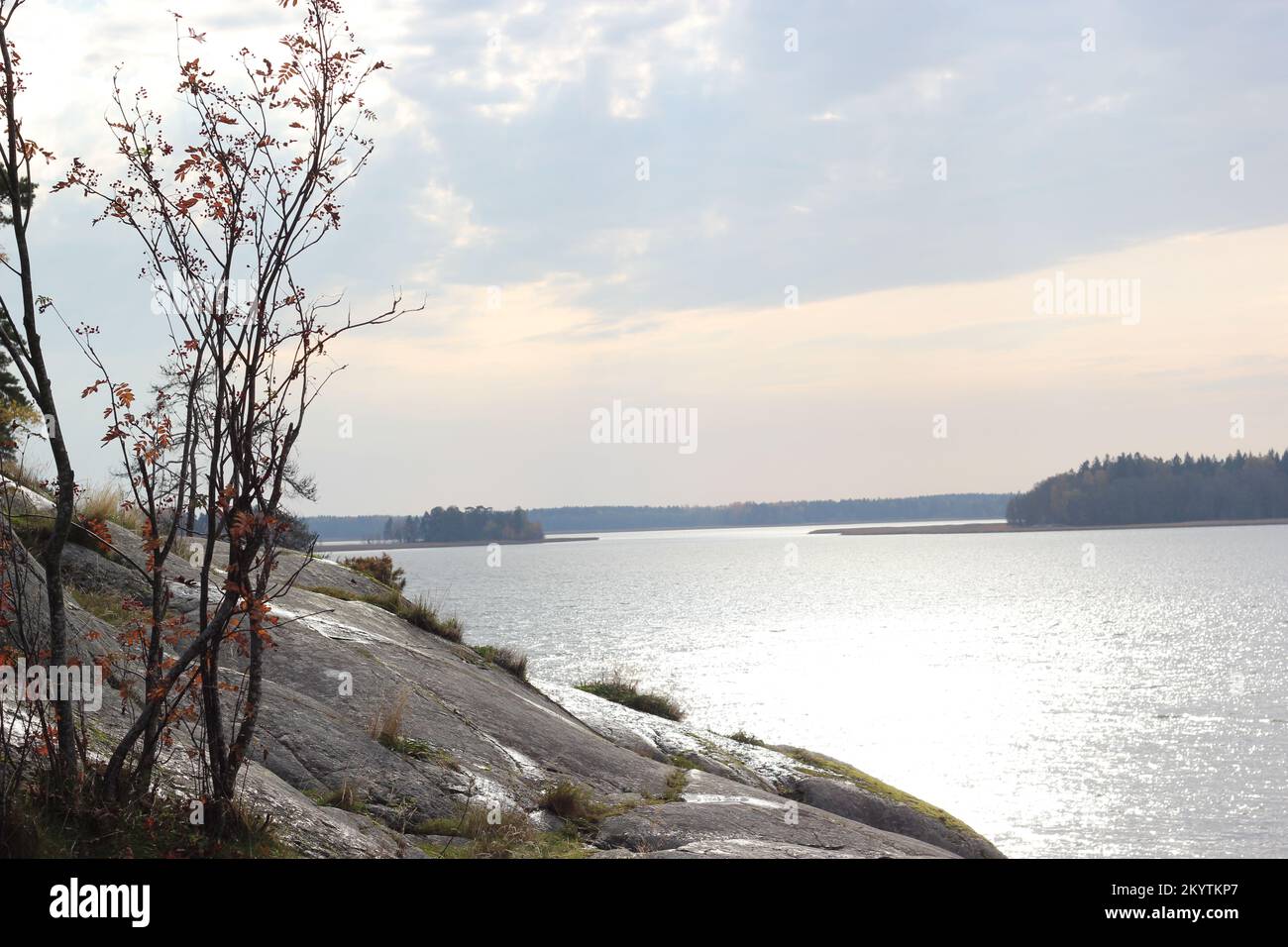 Wild view of baltic sea bay in Finland in autumn with bushes and autumn leaves, cloudy sky, grey sky Stock Photo