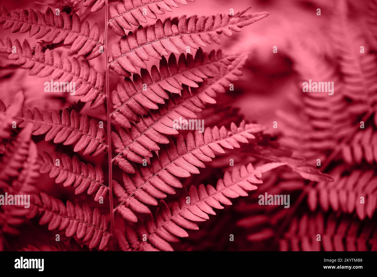 Trendy color of 2023 viva magenta. Magenta toned fern leaves petals background. Tropical leaf. Exotic forest plant. Botany concept. Ferns jungles close up. jungle atmosphere and calm zen meditation Stock Photo
