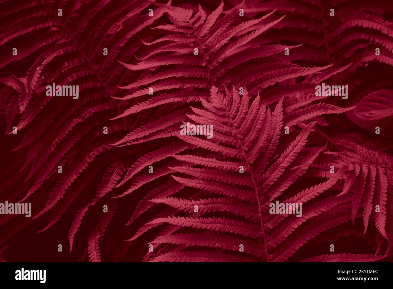 Trendy color of 2023 viva magenta. Magenta toned fern leaves petals background. Tropical leaf. Exotic forest plant. Botany concept. Ferns jungles close up. jungle atmosphere and calm zen meditation Stock Photo