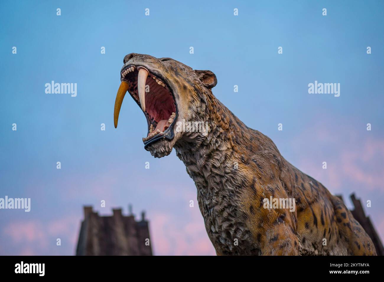 Land of the Living Dinosaurs at West Midlands Safari Park: side view of the ferocious sabre-toothed cat/ tiger (smilodon), jaw wide open. Stock Photo