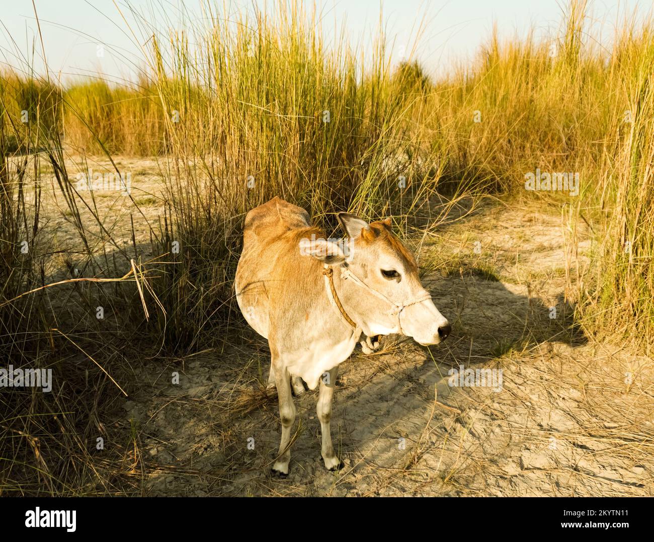 Panorama of grazing cows in a meadow with grass Stock Photo - Alamy