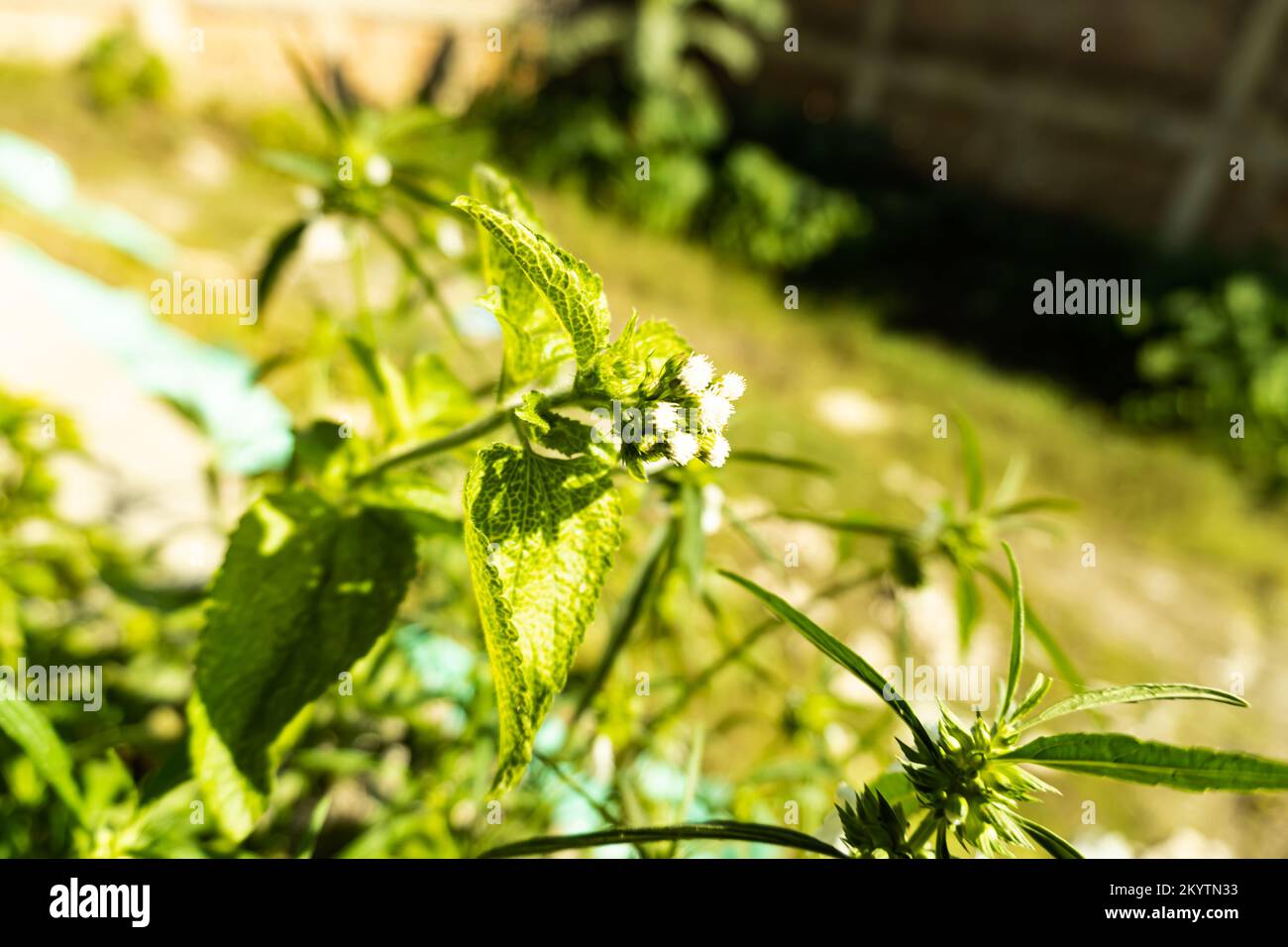 Green peppermint leaves Stock Photo