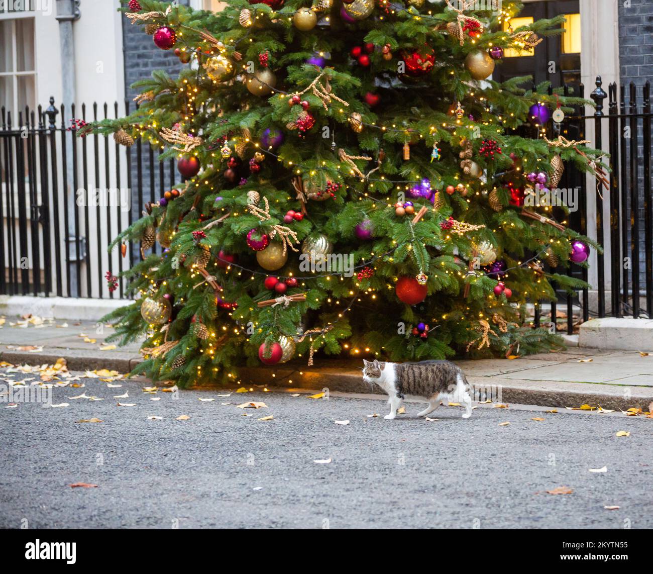 Larry the cat walks past the Christmas Tree outside number 10 Downing