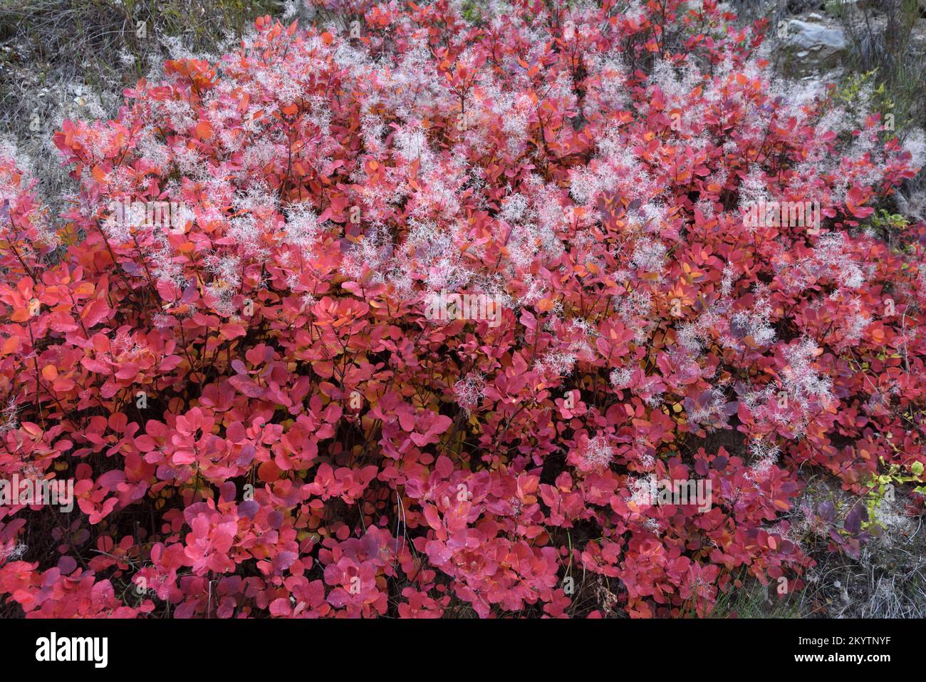 Red Autumn Leaves Flowering Foliage & Seedheads of European Smoketree, Cotinus coggygria, aka Smoke Bush, Venetian Sumach or Dyers Sumac Stock Photo