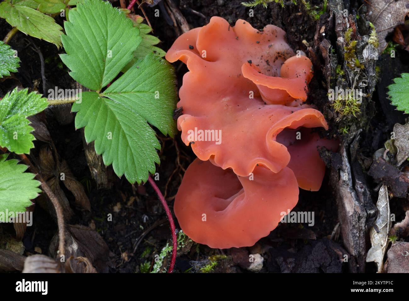 Orange Peel Fungus Aleuria aurantia and Leaves of Wild Strawberry Fragaria vesca Stock Photo