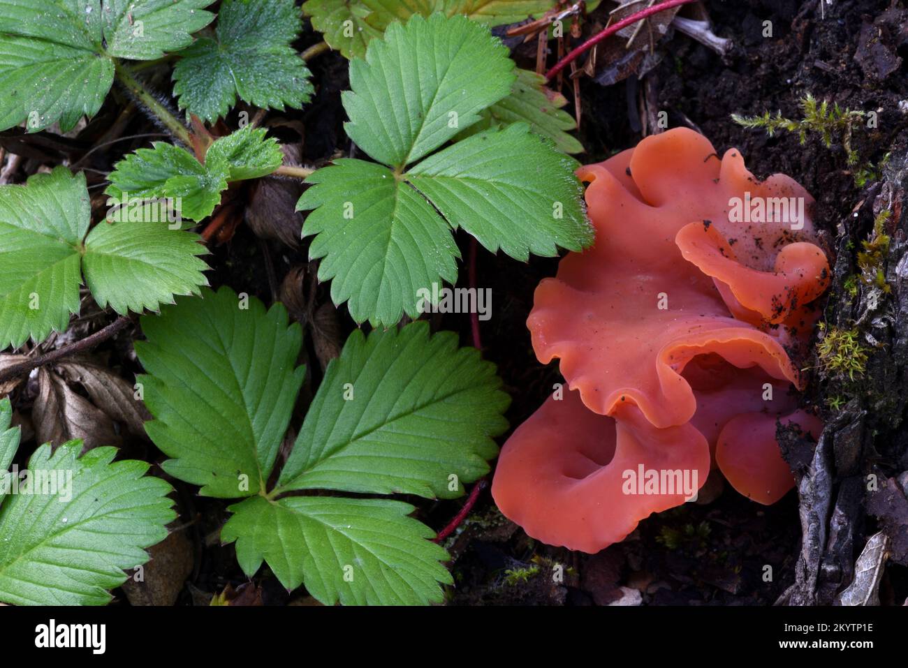 Orange Peel Fungus Aleuria aurantia and Leaves of Wild Strawberry Fragaria vesca Stock Photo