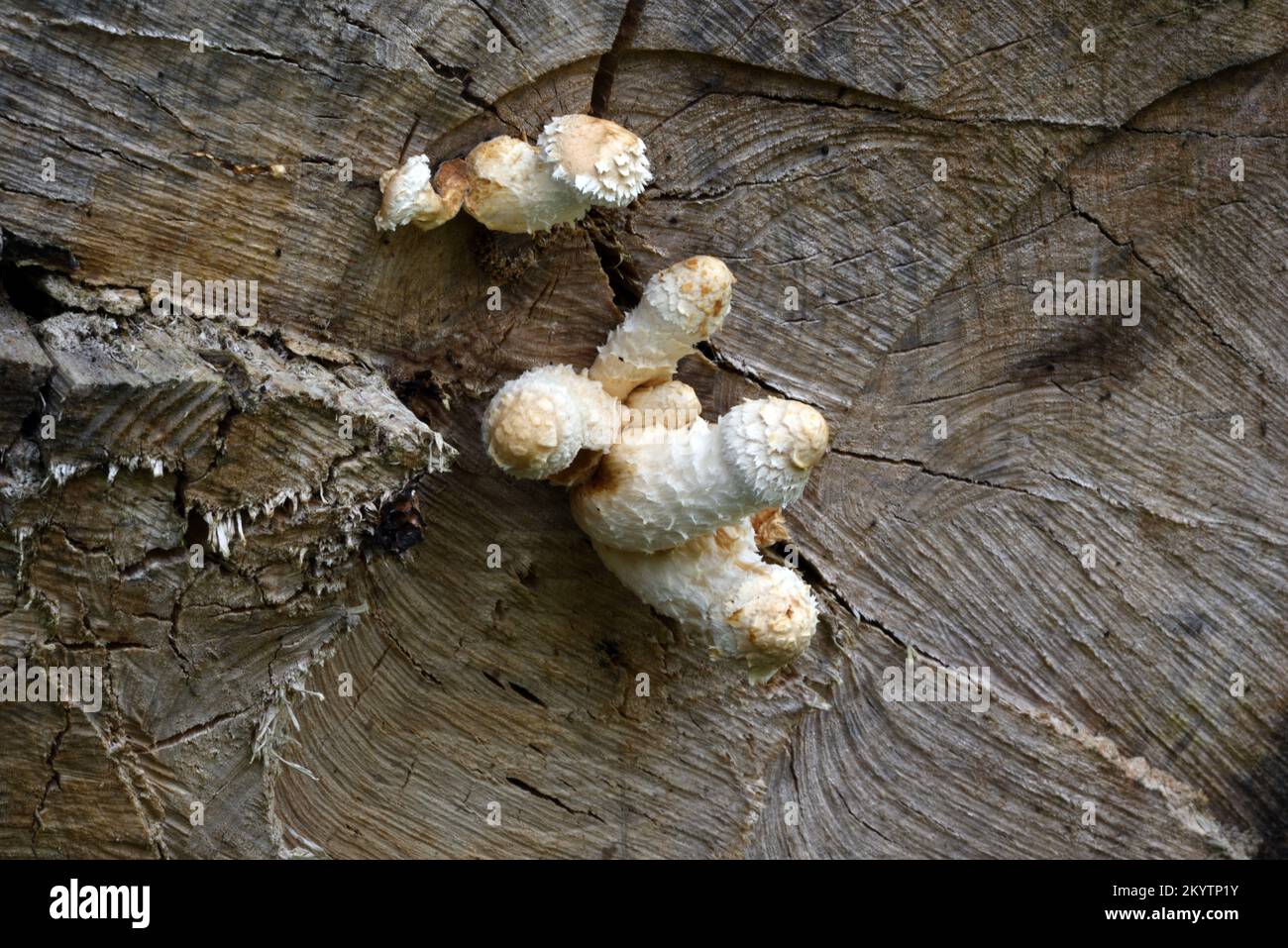 Scalycap Fungi or Mushroom Pholiota populnea or Pholiota destruens Growing Out of Sawn Poplar Tree Trunk Stock Photo