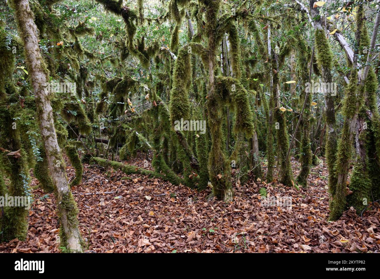 Green Bearded Lichen, Usnea sp, Affecting Common Box Trees or Boxwood Forest, Buxus sempervirens Stock Photo