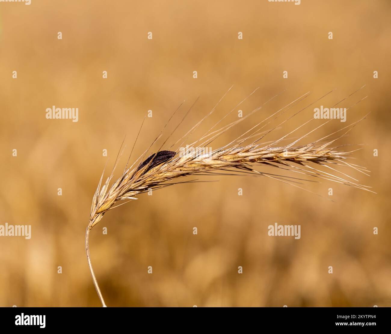 Ergot bread hires stock photography and images Alamy