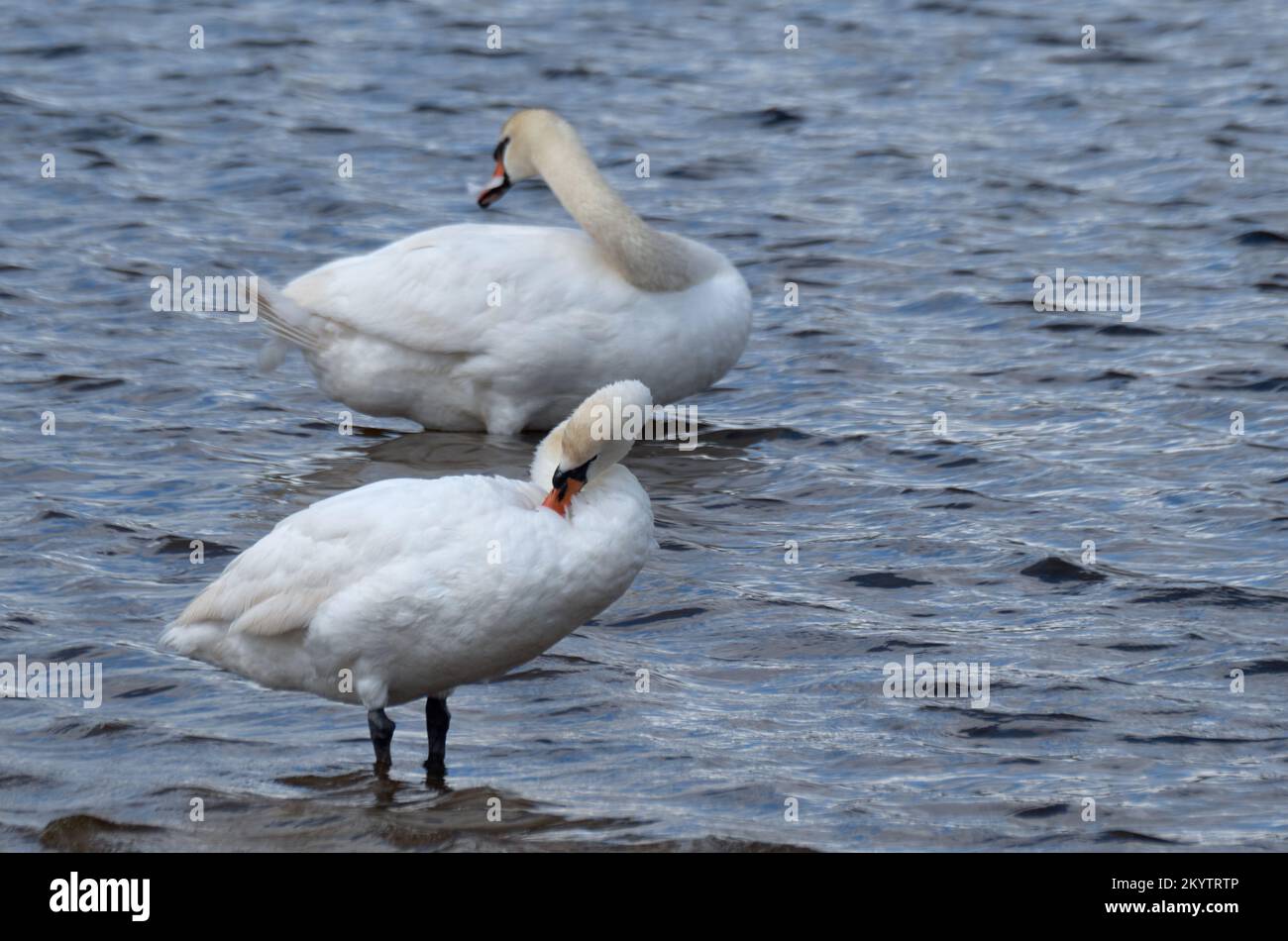 Two white swans floating on the water Stock Photo