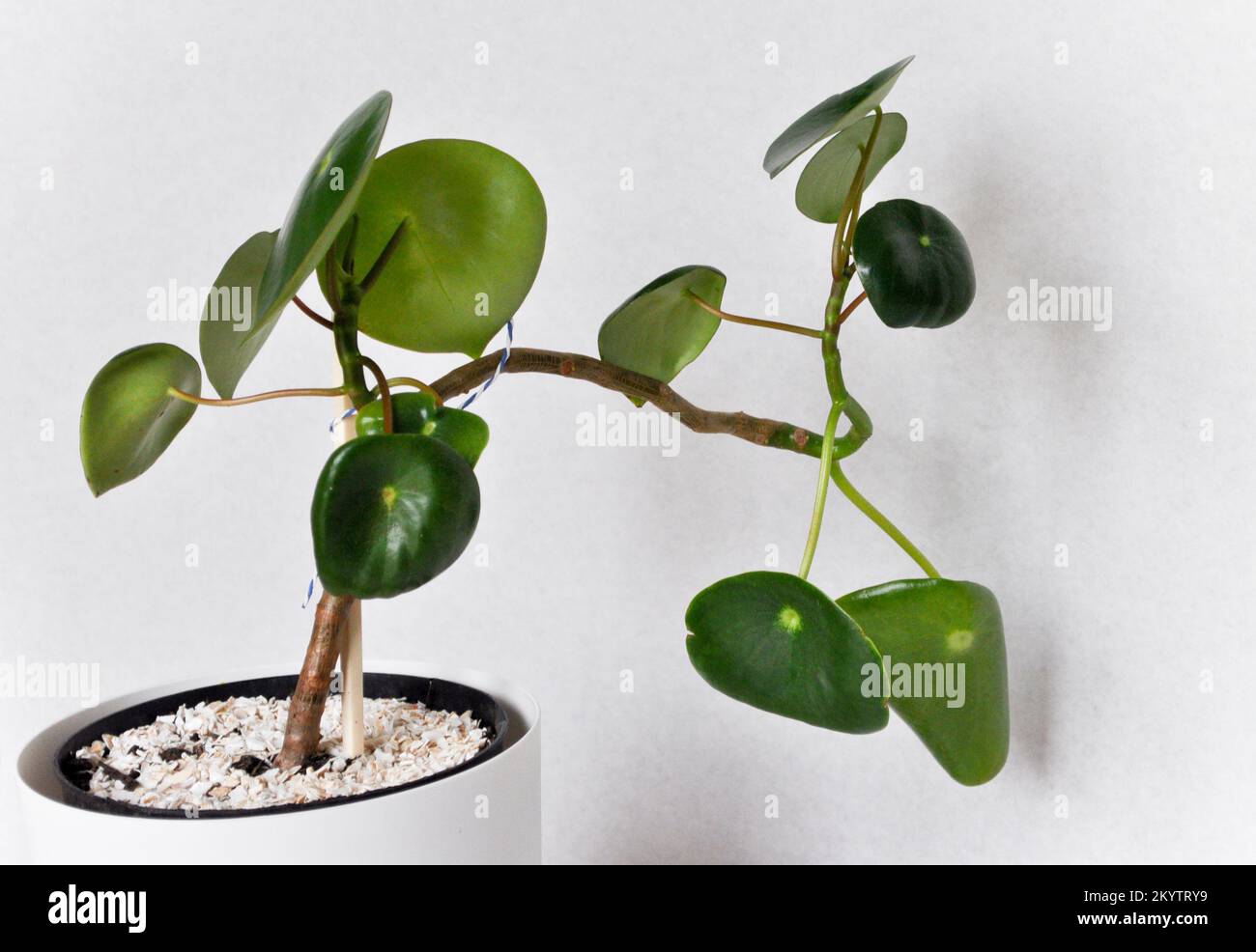 Chinese coin plant - Pilea Peperomioides Stock Photo