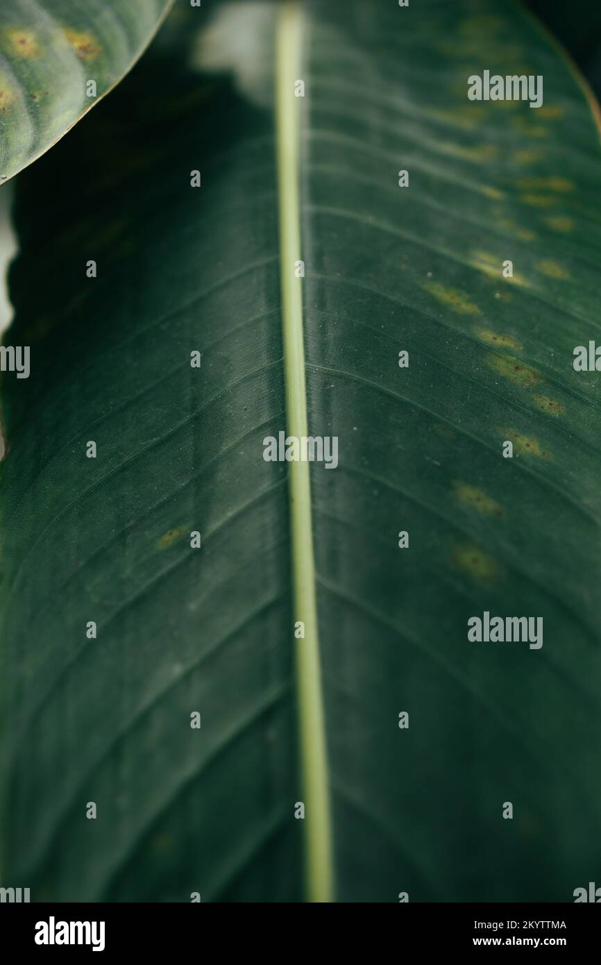 abstract banana leaf texture, tropical leaf foliage nature dark green