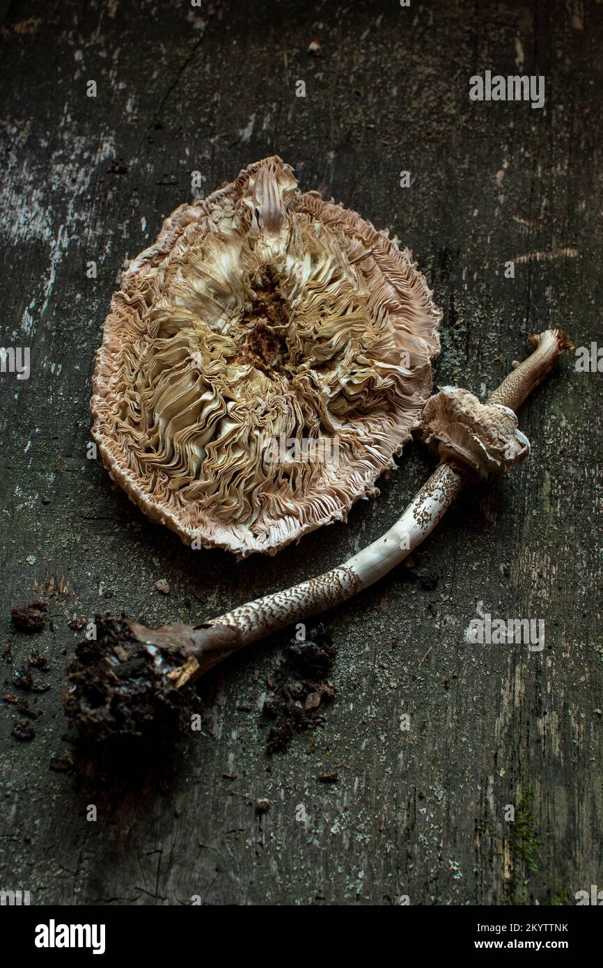 Vertical close-up shot of a Parasol mushroom cap and a stem on the ground Stock Photo