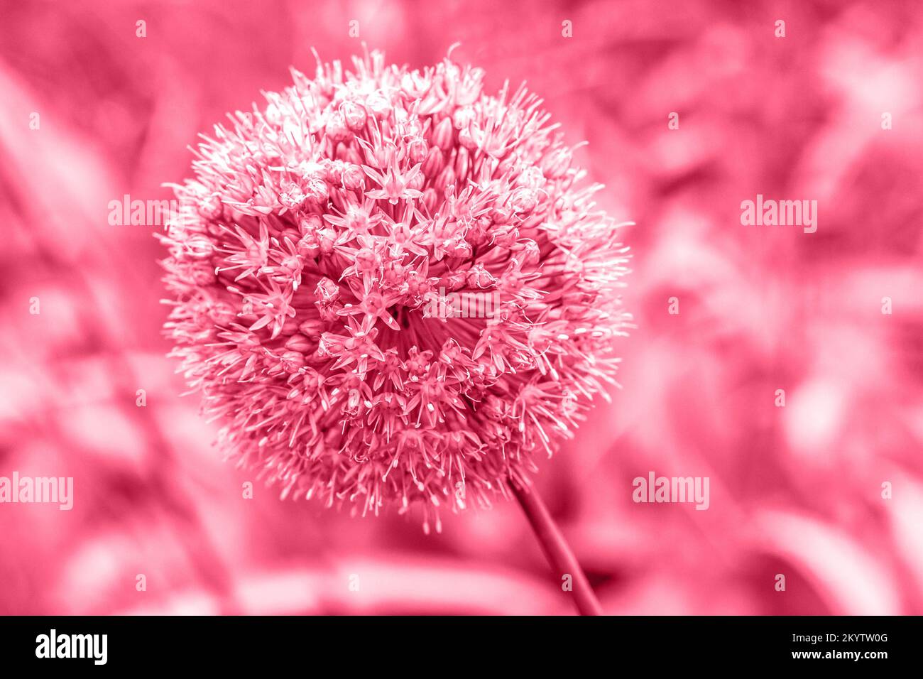 Trendy color of the year 2023. Flower of globular shape toned in viva magenta color. Decorative bulbous perennial plant. Stock Photo